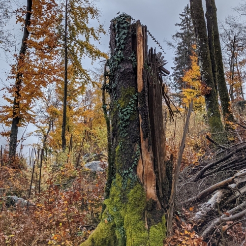 Un arbre détruit de la forêt de Sallanches. Les couleurs de la photo sont le marron, le vert, le jaune et l'orange