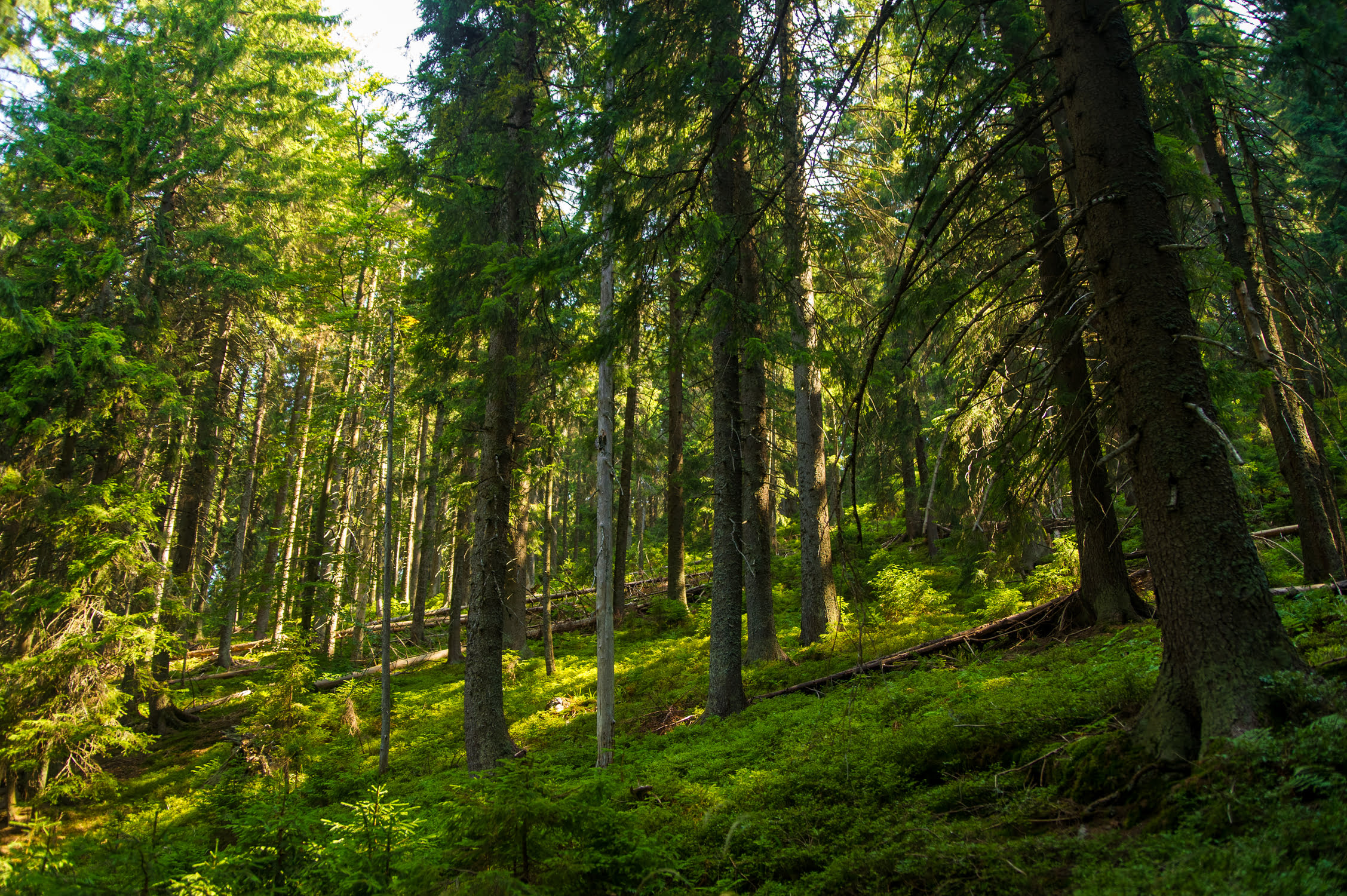 Prise de vue en pleine forêt. Les arbres sont grands et verts. 